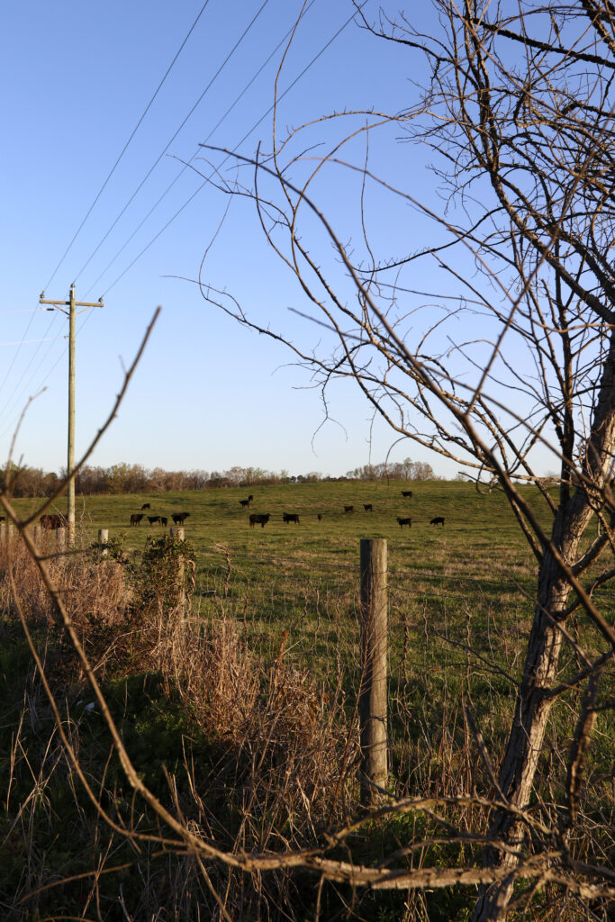 Photo of cows in a field early in the morning in Oglethorpe County, Georgia.